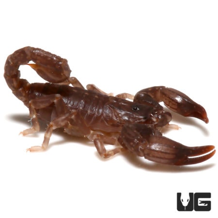 Malaysian Black Scorpion (Chaerilus variegatus) For Sale - Underground Reptiles