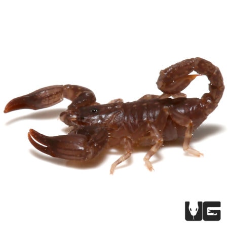 Malaysian Black Scorpion (Chaerilus variegatus) For Sale - Underground Reptiles