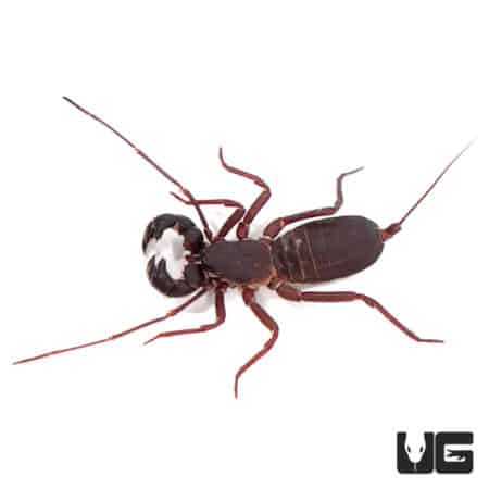 Malaysian Vinegaroons (Hypoctonus rangunensis) For Sale - Underground Reptiles