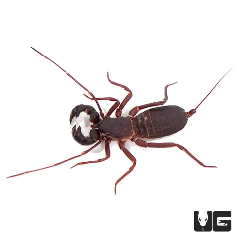 Malaysian Vinegaroons For Sale Underground Reptiles