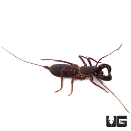 Malaysian Vinegaroons (Hypoctonus rangunensis) For Sale - Underground Reptiles