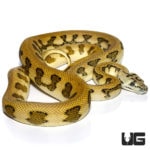 Male Tiger Jaguar Carpet Pythons For Sale - Underground Reptiles