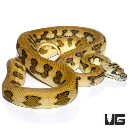 Male Tiger Jaguar Carpet Pythons For Sale - Underground Reptiles