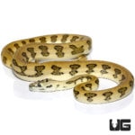 Male Tiger Jaguar Carpet Pythons For Sale - Underground Reptiles