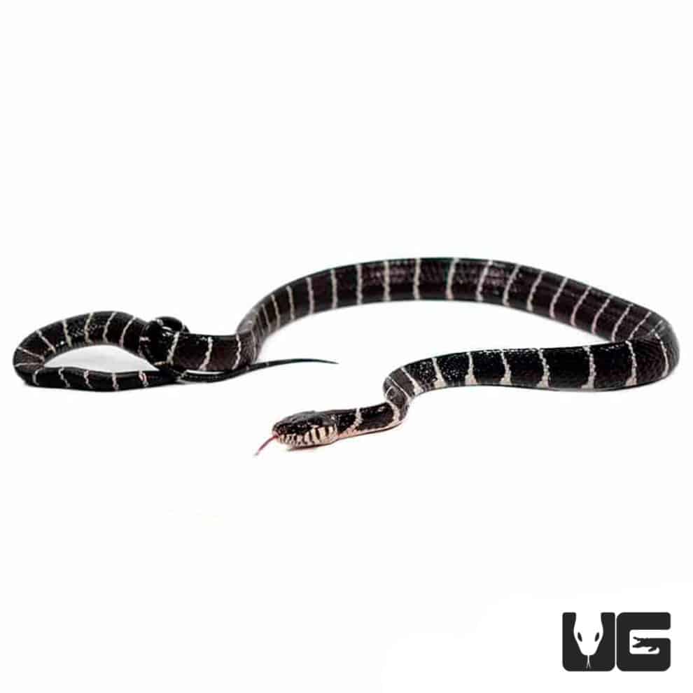 Mangrove Snakes For Sale Underground Reptiles