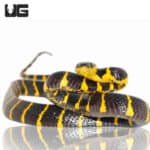 Mangrove Snakes (Boiga dendrophila) For Sale - Underground Reptiles