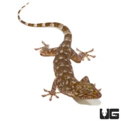 Marbled Geckos For Sale - Underground Reptiles