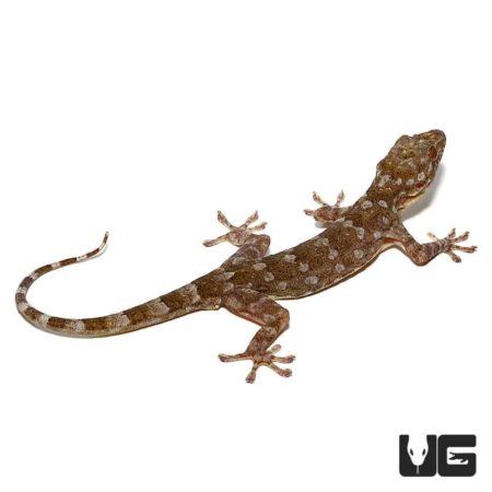 Marbled Geckos For Sale - Underground Reptiles