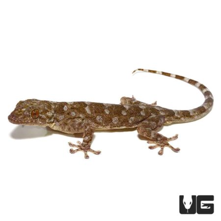 Marbled Geckos For Sale - Underground Reptiles
