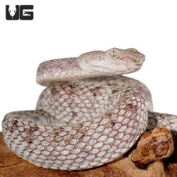 McGregor’s Pit Vipers For Sale - Underground Reptiles