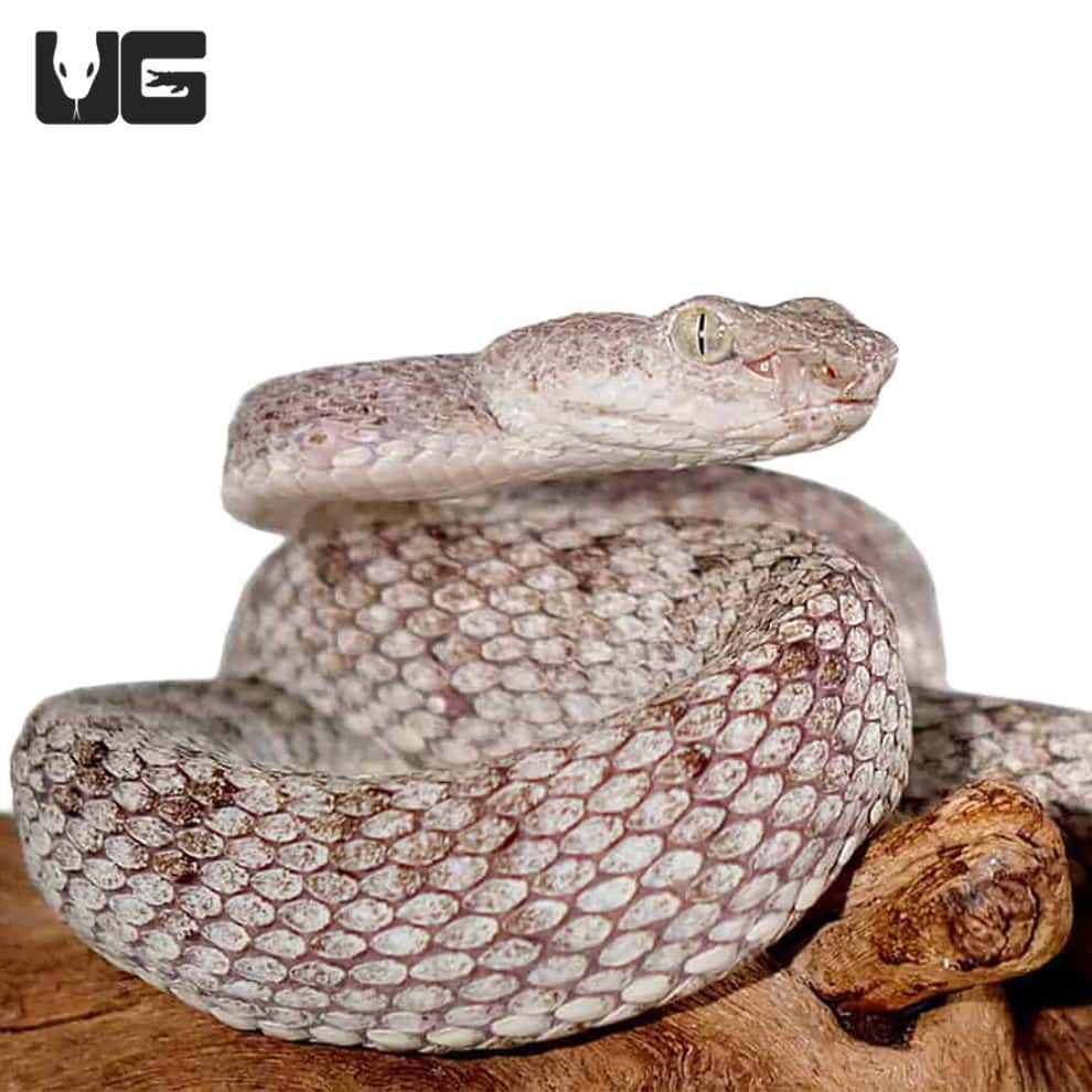 McGregor's Pit Viper Underground Reptiles