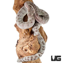 McGregor’s Pit Vipers For Sale - Underground Reptiles