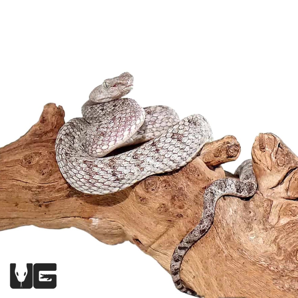 McGregor's Pit Viper Underground Reptiles