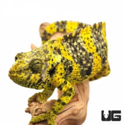 Meller's Chameleons (Trioceros melleri) For Sale - Underground Reptiles