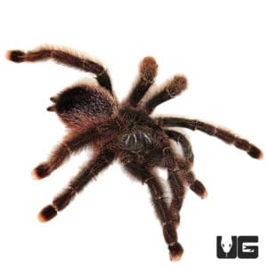 Metallic Pinktoe Tarantulas For Sale - Underground Reptiles