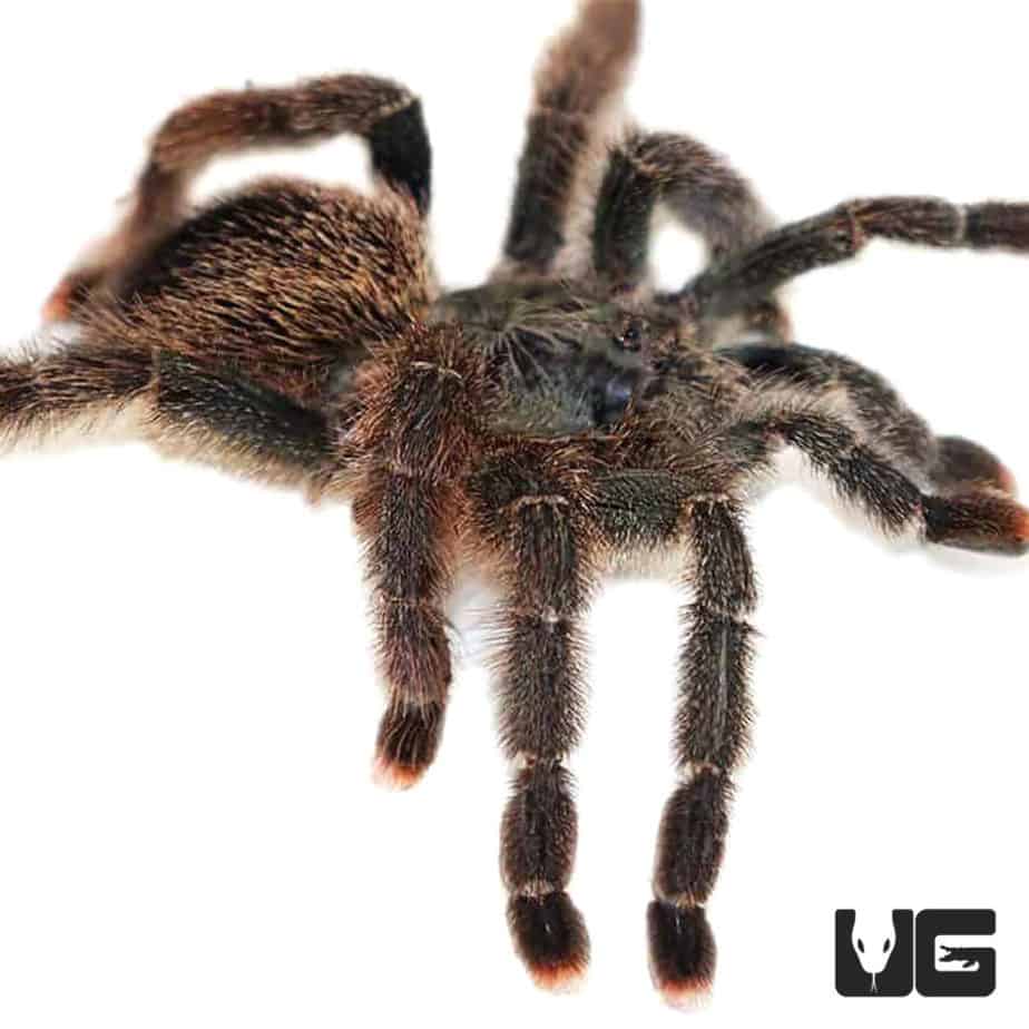 Metallic Pinktoe Tarantulas For Sale Underground Reptiles