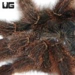Metallic Pinktoe Tarantulas (Avicularia metallica) For Sale - Underground Reptiles