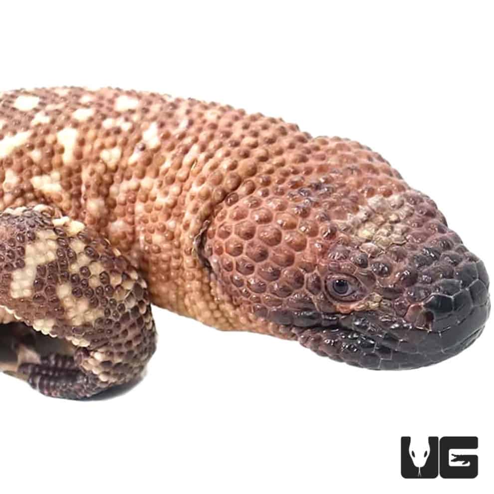 Mexican Beaded Lizards For Sale Underground Reptiles