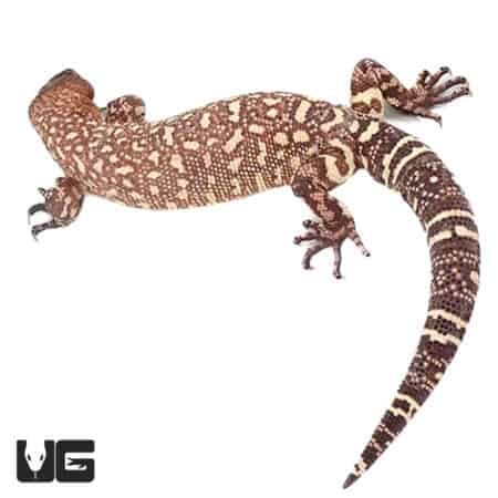 Mexican Beaded Lizards (Heloderma horridum) For Sale - Underground Reptiles
