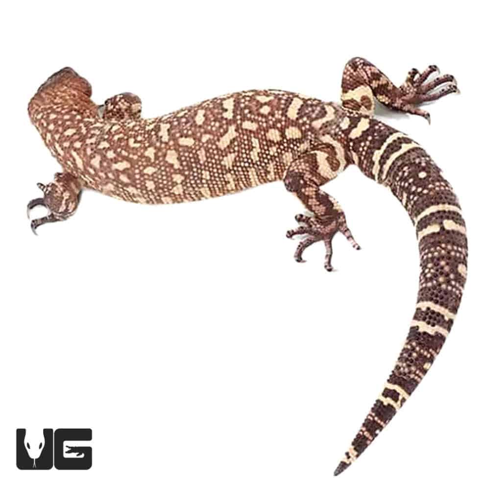 Mexican Beaded Lizards For Sale Underground Reptiles