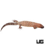 Mexican Beaded Lizards (Heloderma horridum) For Sale - Underground Reptiles