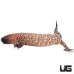 Mexican Beaded Lizards (Heloderma horridum) For Sale - Underground Reptiles