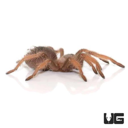 Mexican Red Leg Tarantula (Brachypelma emilia) For Sale - Underground Reptiles