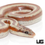 Baby Mexican Rosy Boas For Sale - Underground Reptiles