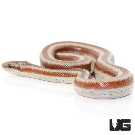 Baby Mexican Rosy Boas For Sale - Underground Reptiles