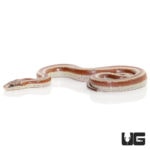 Baby Mexican Rosy Boas For Sale - Underground Reptiles