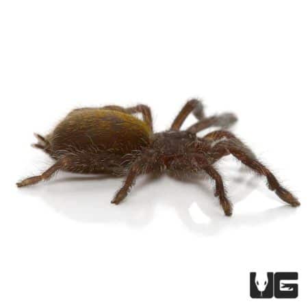 Orange Starburst Baboon Tarantula (Pterinochilus murinus) For Sale - Underground Reptiles