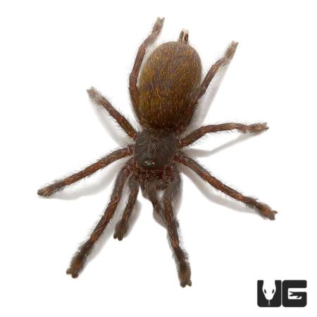 Orange Starburst Baboon Tarantula (Pterinochilus murinus) For Sale - Underground Reptiles