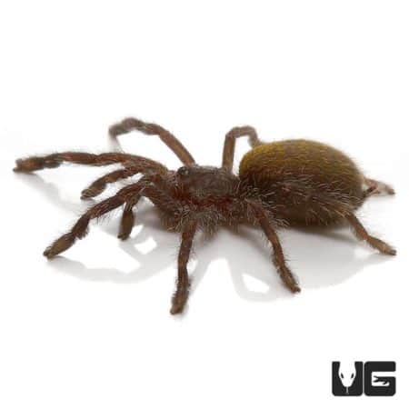 Orange Starburst Baboon Tarantula (Pterinochilus murinus) For Sale - Underground Reptiles