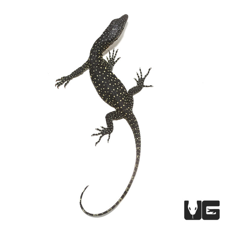Lizards For Sale - Underground Reptiles