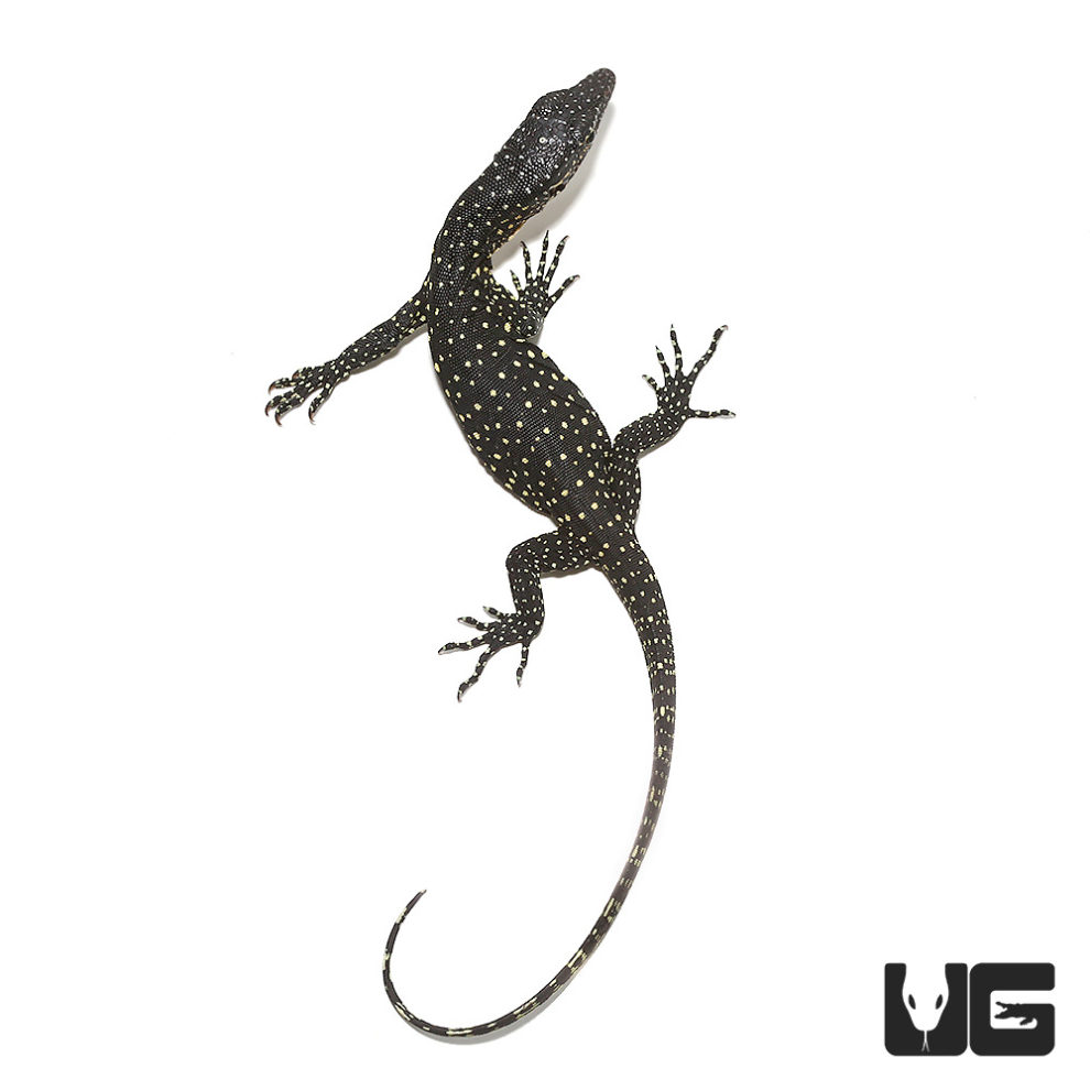 Lizards For Sale Underground Reptiles