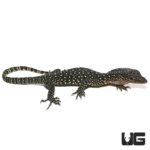 Baby Solomon Island Mangrove Monitors For Sale - Underground Reptiles