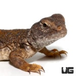 Moroccan Uromastyx For Sale - Underground Reptiles