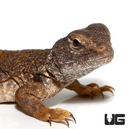 Baby Morroccan Uromastyxs For Sale - Underground Reptiles