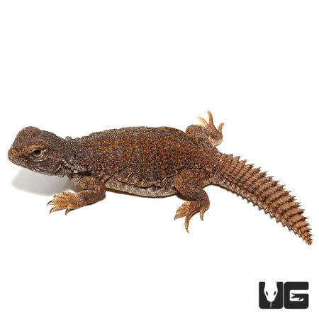 Moroccan Uromastyx For Sale - Underground Reptiles