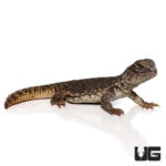 Baby Morroccan Uromastyxs For Sale - Underground Reptiles