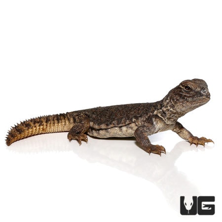 Baby Morroccan Uromastyxs For Sale - Underground Reptiles