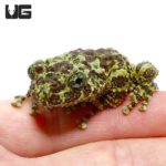 Mossy Tree Frog For Sale - Underground Reptiles