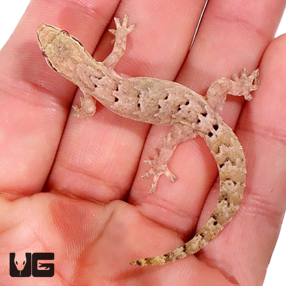 Mourning Gecko - Underground Reptiles