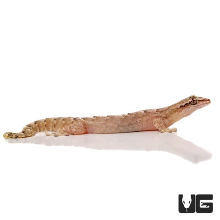 Mourning Geckos For Sale - Underground Reptiles