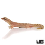 Mourning Geckos For Sale - Underground Reptiles