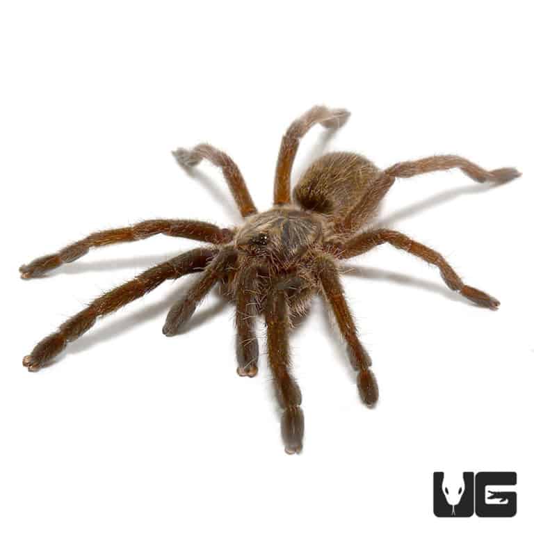 Mozambique Golden Baboon Tarantula (.25 - .75'') - Underground Reptiles