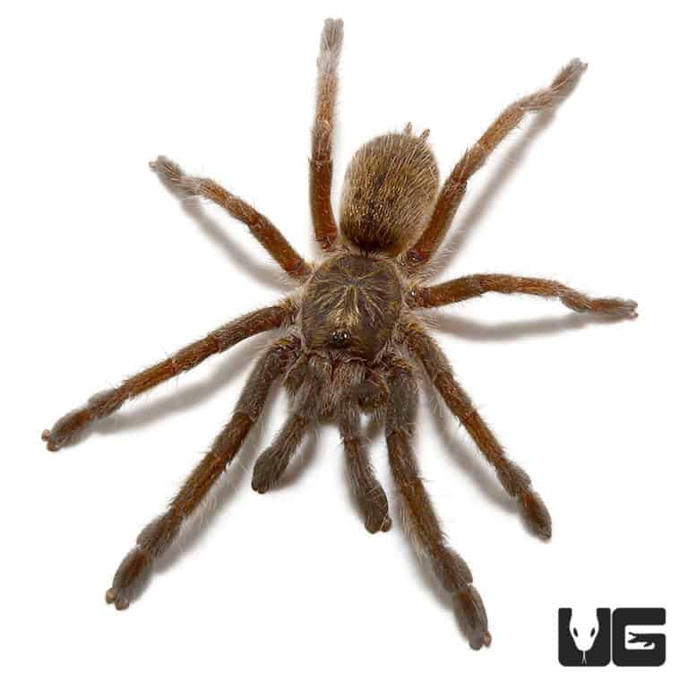 Mozambique Golden Baboon Tarantula (.25 - .75'') - Underground Reptiles