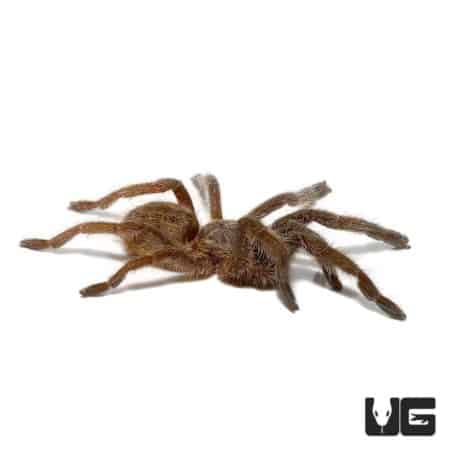 Mozambique Golden Baboon Tarantula (Augacephalus ezendami) For Sale - Underground Reptiles