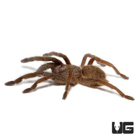Mozambique Golden Baboon Tarantula (Augacephalus ezendami) For Sale - Underground Reptiles