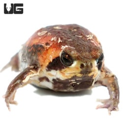 Mozambique Rain Frogs For Sale - Underground Reptiles